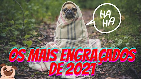 Cachorros engraçados - Os melhores de 2021 parte 1