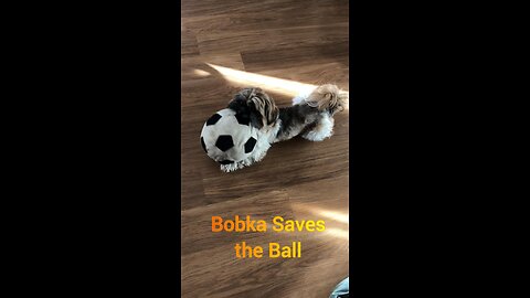 Shih Tzu Carries Ball Upstairs to Save It from Robovac