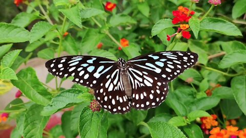 Slow motion butterfly on flower
