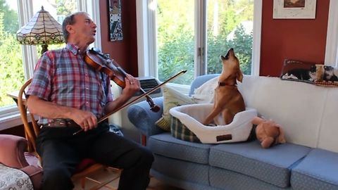 Fiddle Loving Dog Howls Along