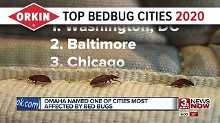 Omaha Named One of the Cities Most Affected By Bed Bugs