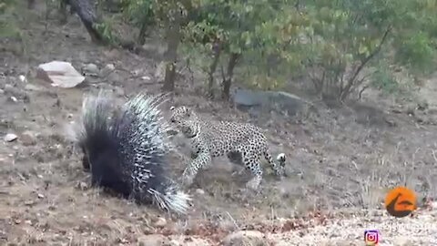 Silly_leopard_taking_on_porcupine_at_high_speed_will_make_your_day!