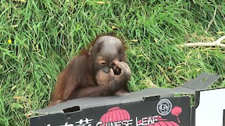 Orangutan baby adorably plays with an empty cardboard box