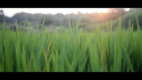 Nature Cinematic Background