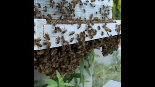 Bee hive bearding