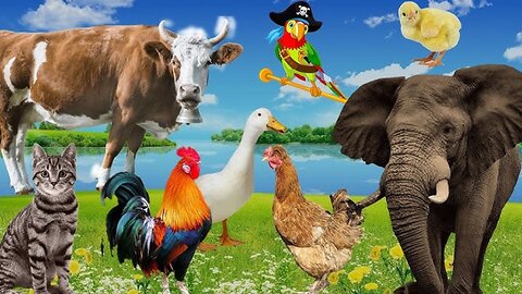 Learn about the animals around us: Elephant, chicken, pig, dog, rabbit - Animal sounds