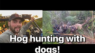 Hunting feral hogs with dogs in central Florida.