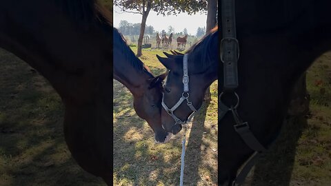 Boys gossip about the girls #funny #horse