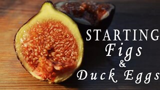 Propagating Figs and Ducks