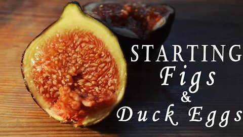 Propagating Figs and Ducks