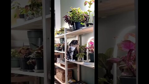 Plant Cat Pippa