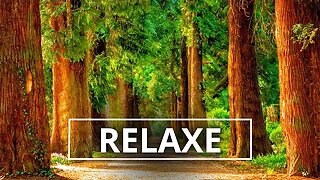 Relaxe com a paisagem de floresta e músicas calmas