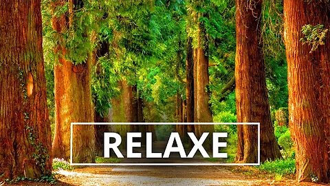 Relaxe com a paisagem de floresta e músicas calmas