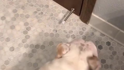Confused Dog Gets Snappy With A Door Stop
