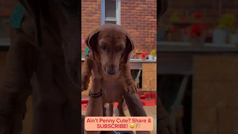Showing Off a Cute Weenie Dog Outside. #dachshund #pitbulldog #pets #dogreaction #dogshorts #viral