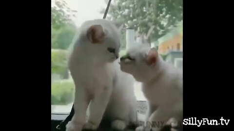 The funny cat video of the week 😹 - Don't try not to laugh 3 😂 | sillyFun.tv