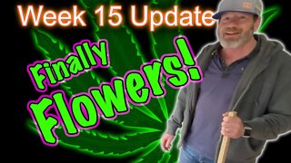 Week 1 of Flower (Week 15) - OG Kush & Bruce Banners in 2x4 Tents - First Week of Flower!