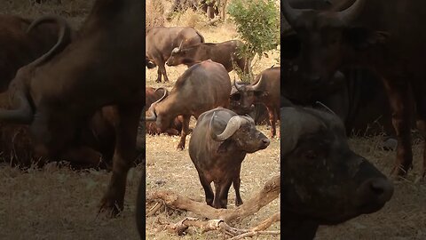 Cape Buffalo #nature #wildlife #amazing #animals #safari