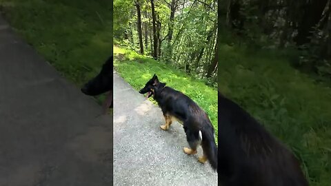 Whiskey and Bella go for a walk #germanshepherd #dog #blueridgemountains