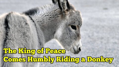 The King of Peace Comes Humbly and Riding on a Donkey