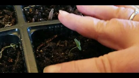 Starting and Transplanting Celery from Seed