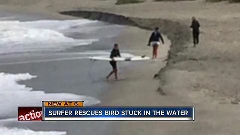 Determined surfer saves pigeon from drowning on Venice Beach