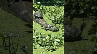 NINJA TURTLES stretching their legs #wildlife #turtles