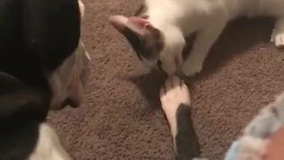 Tolerant Dog Lets Cat Chew On Its Foot