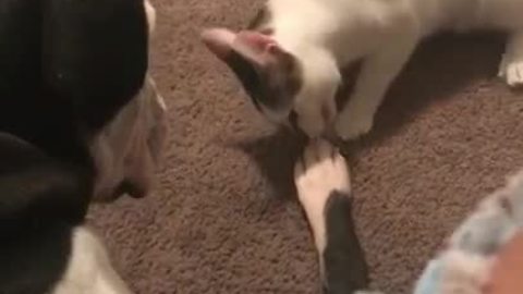 Tolerant Dog Lets Cat Chew On Its Foot