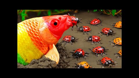 Rainbow Formation fish | stop motion fish | Colourful koi fish