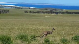Kangaroo outruns car