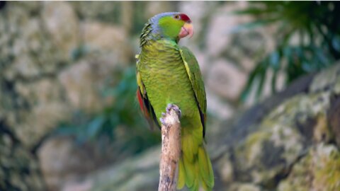 Beautiful colorful, quite intelligent, Cute highly sociable Parrot.