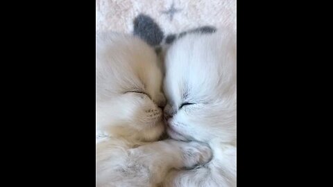 cute_*cat_*Family_*Sleeping_*😻😱😱