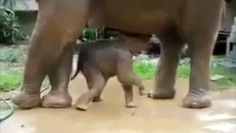 Baby Elephant Playing With Mom