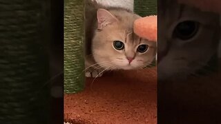 CAT VIDEO