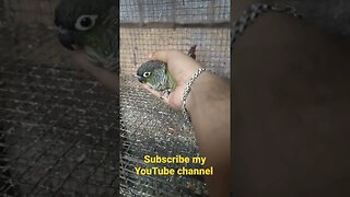 My Hand Tame Green Cheek Conure l #shorts l @BikisAviary