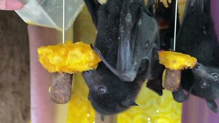 Cute Baby Bats LOVE Mango! - Black Flying Foxes Eating Mango Kebabs in Terrie's Bat Aviary