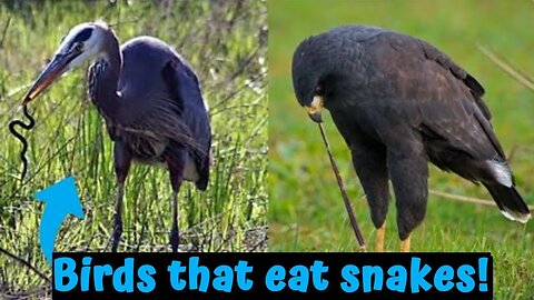 Birds that eat snakes!