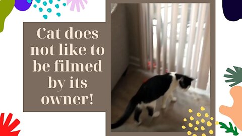 cat does not like to be filmed by its owner!