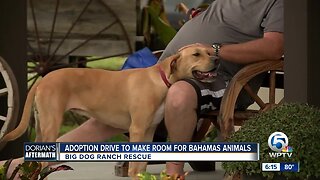 Adoption drive held to make room for Bahamas animals at Big Dog Ranch Rescue