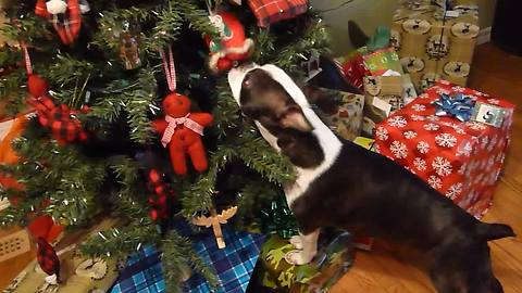 Boston Terrier can't refrain from attacking tree