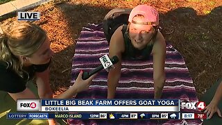 Goat Yoga at Little BIG BEAK Farm