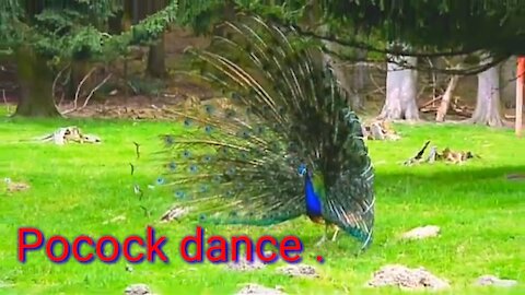 Peacock dance || peacock