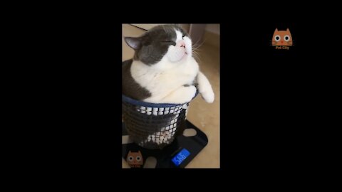 Videos divertidos de gatos y perros