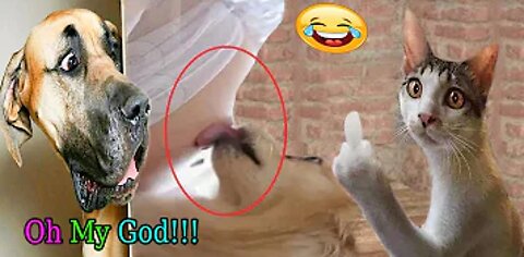 So funny cute ❤ dogs 🐶 and cats 🐱 2022