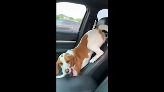 Dog afraid of car ride