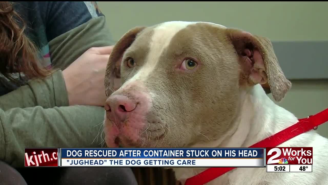 Dog Rescued After Container Stuck on His Head