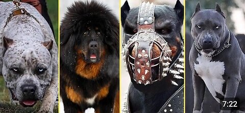 "Beware: The World's Most Dangerous Dog Breeds"