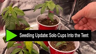 Seedling Update and What is VPD (Vapour Pressure Deficit)?