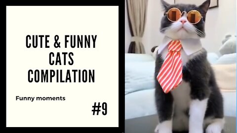 Cute and Funny Cats #9 - Moments Compilation
